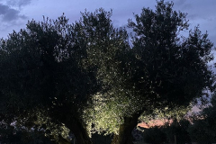 El Recuerdo · Cementerio de Animales